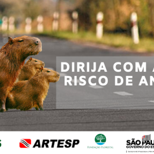 Concessionária Tamoios reforça mensagens de atenção para o risco de atropelamento de animais