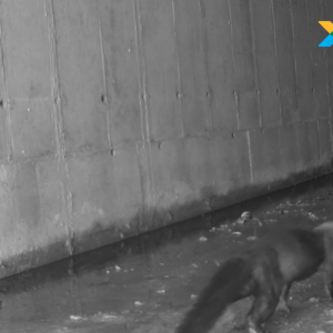 Iraras utilizam passagem de fauna da Rodovia dos Tamoios