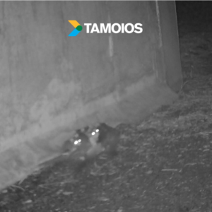 Vídeo: câmeras registram família de gambás em passagem de fauna da Tamoios