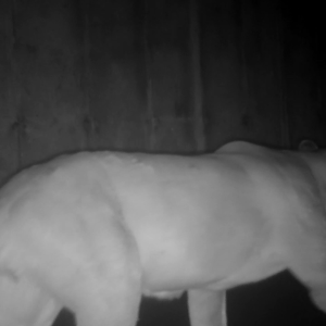 Vídeo: onça-parda utiliza passagem de fauna da Rodovia dos Tamoios