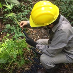 Concessionária Tamoios inicia plantio de mudas de palmeira juçara no Parque Estadual da Serra do Mar