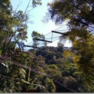 Passagens de fauna da Tamoios são destaque na TV